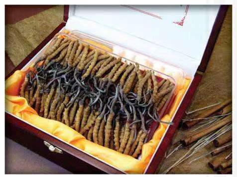 天水冬虫夏草回收